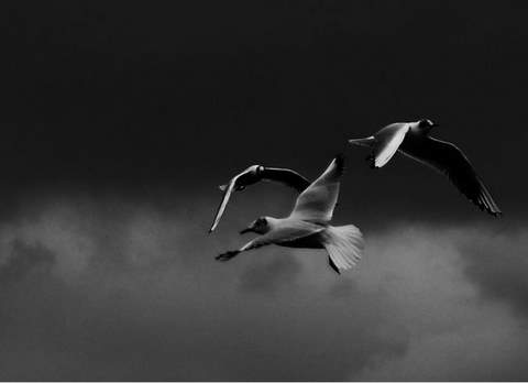 gulls