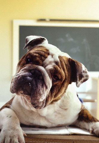buldog